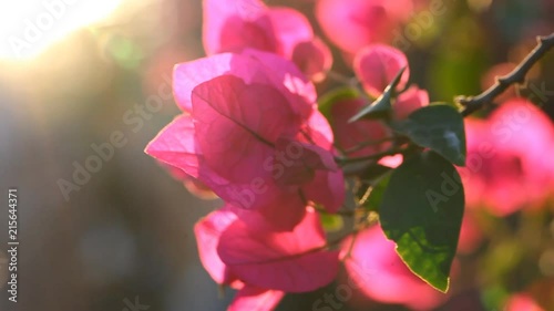Bougainvillea flowers blossom with a warm summer sunset