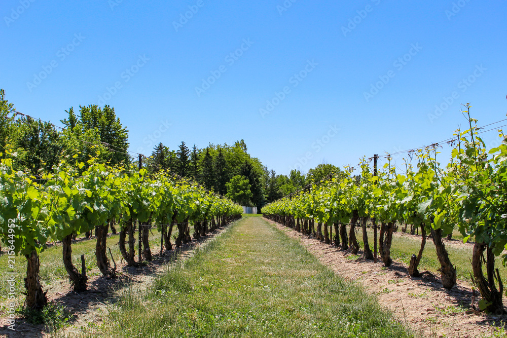 Fototapeta premium symetrical rows of grape vines, in a vineyard, on a hot summers day