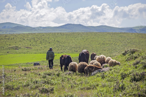 armenia shepherd with sheep