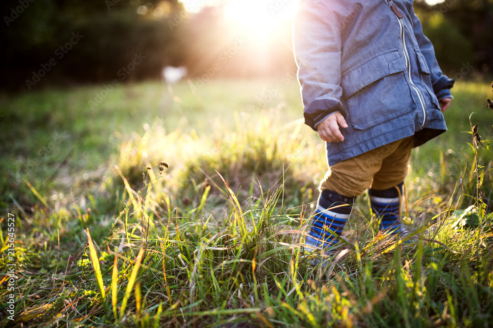 A little toddler boy standing outdoors on a meadow at sunset. Rear view. A little toddler boy standing outdoors on a meadow at sunset. Rear view.