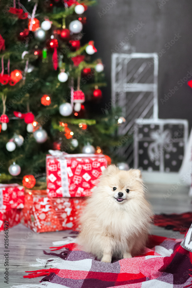 A small dog of the Spitz for the New Year on the background of a decorated Christmas tree. Spitz close-up on Christmas among gifts