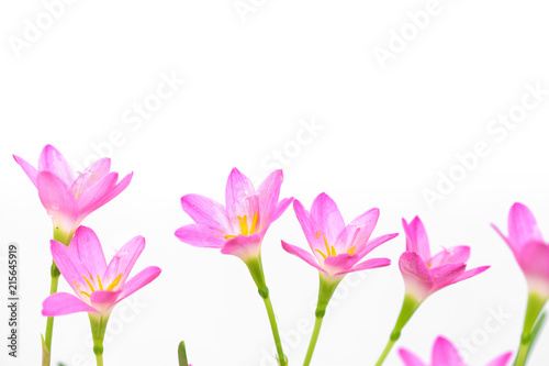 purple rain lily flower on white background.