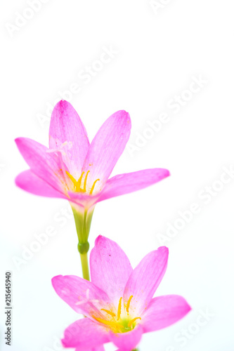 purple rain lily flower on white background. © songphon