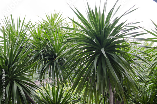 Dracaena or cliff tree 