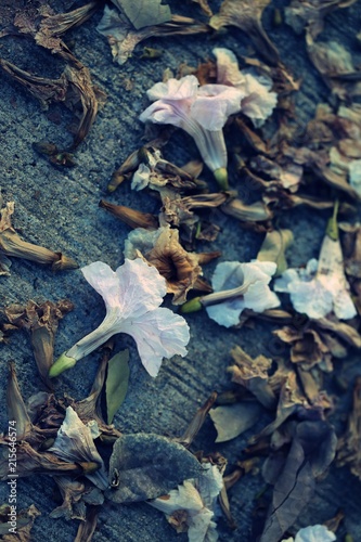 Cherry flower falls on cement ground closeup blur background. Vintage style tones
