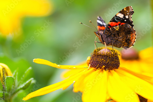 Butterfly on a flower prepares to collect nectar © owsigor