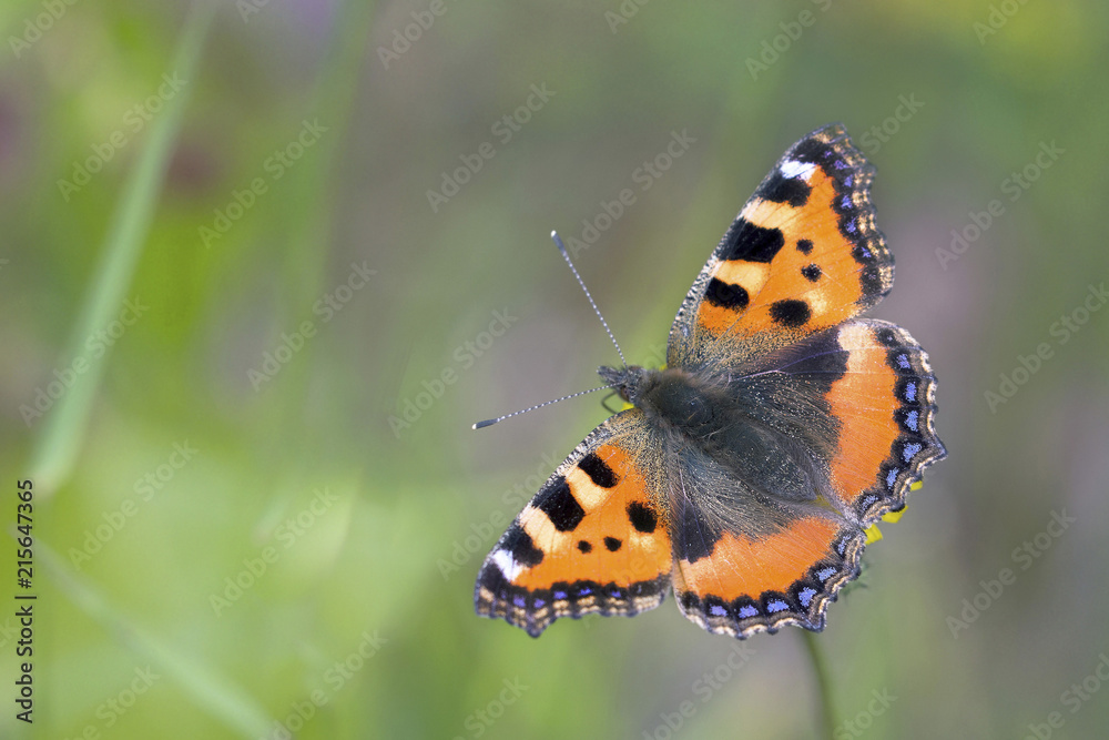 Kleine Fuchs (Aglais urticae) Schmetterling Kleine Fuchs (Aglais urticae) Schmetterling
