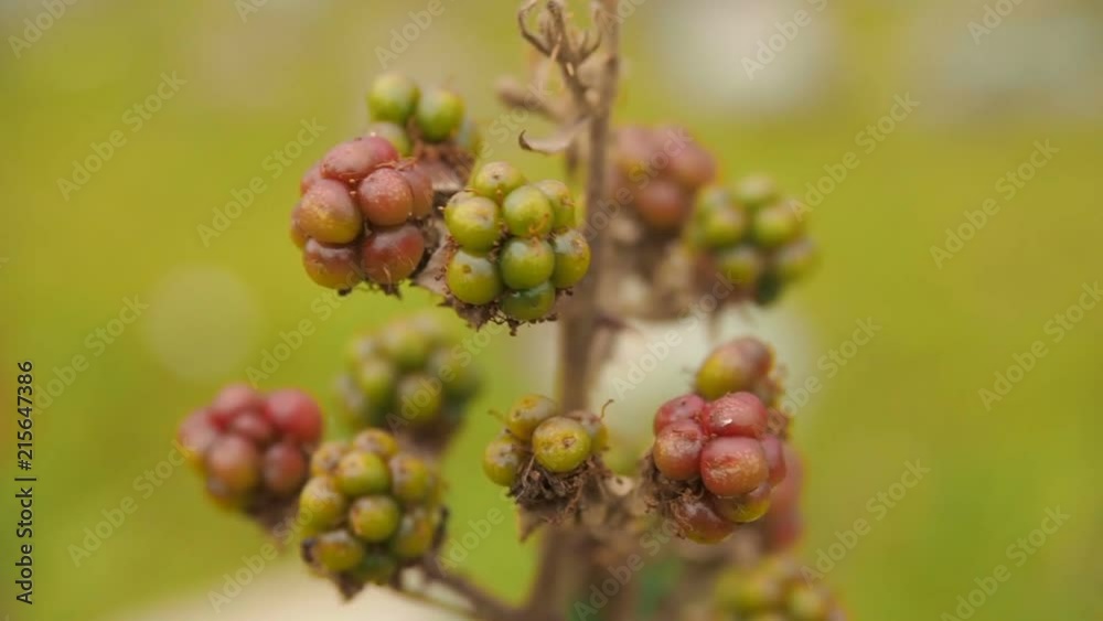 Close up of unripe blackberries on a wild blackberry bush Close up of unripe blackberries on a wild blackberry bush