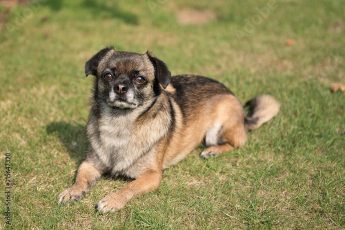 Small Dog Laying on Grass in Sunshine