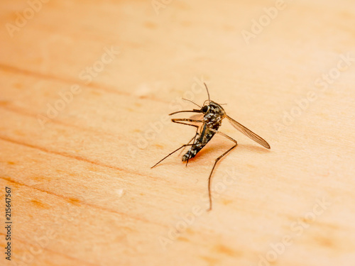 Dangerous Zika virus aedes aegypti Dead mosquitoes