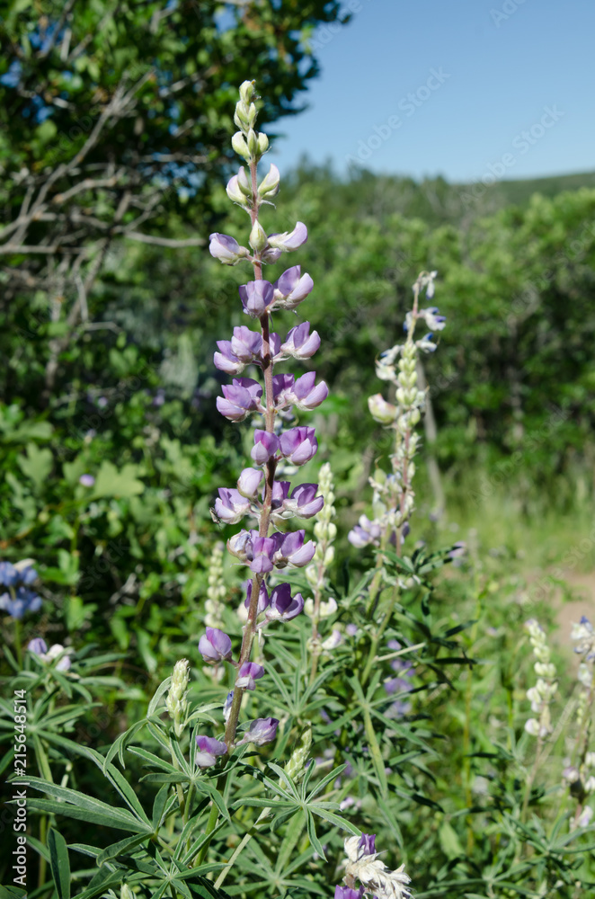Purple Lupin Purple Lupin