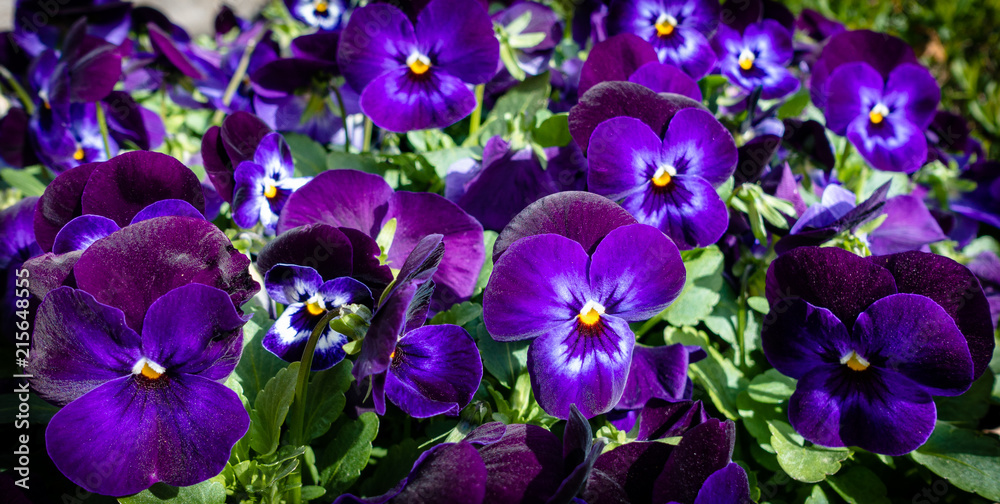 Ultraviolet color of the Year 2018 Flowers