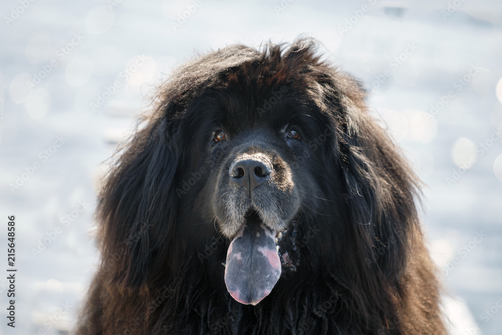 Fototapeta premium Portrait of a black dog Newfoundland