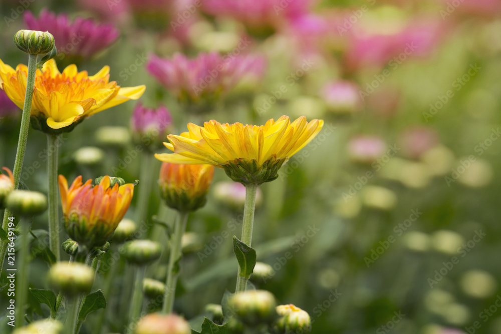 Chrysanthemum flowers in plantation