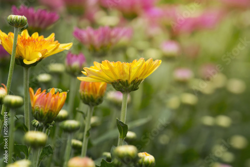 Chrysanthemum flowers in plantation