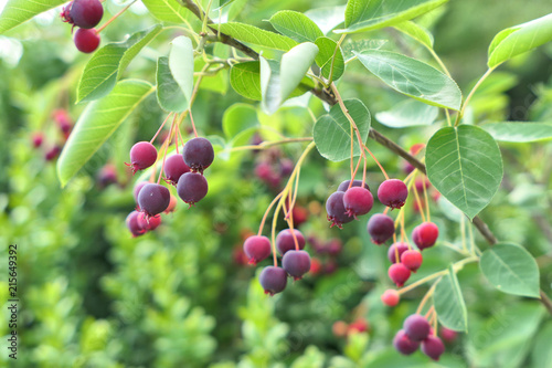 Saskatoon berries branch photo
