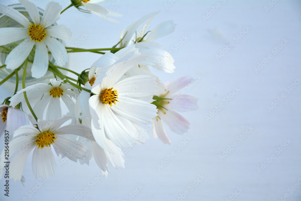Obraz premium White cosmos flowers