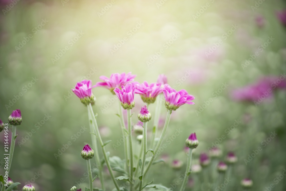 Fototapeta premium Pink Chrysanthemum flowers in plantation