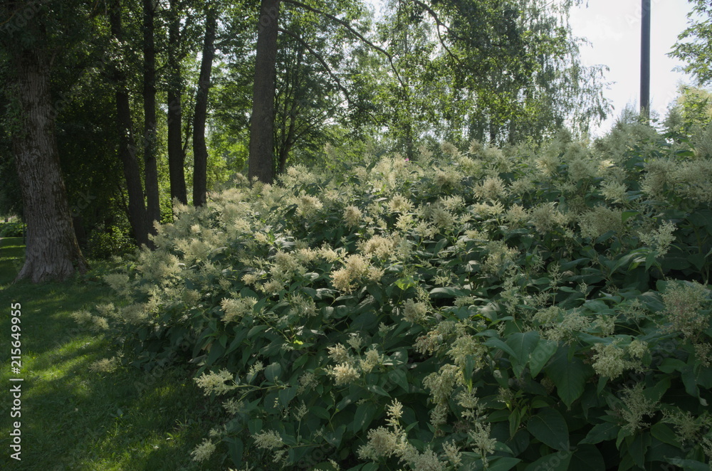 Obraz premium White-flowered shrub