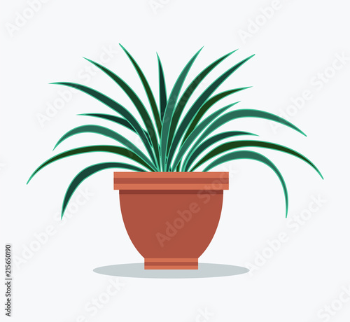 Dracaena House Plant with Long Thin leaves in Pot