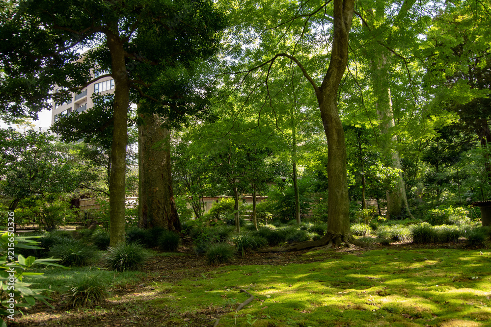 Fototapeta premium 公園