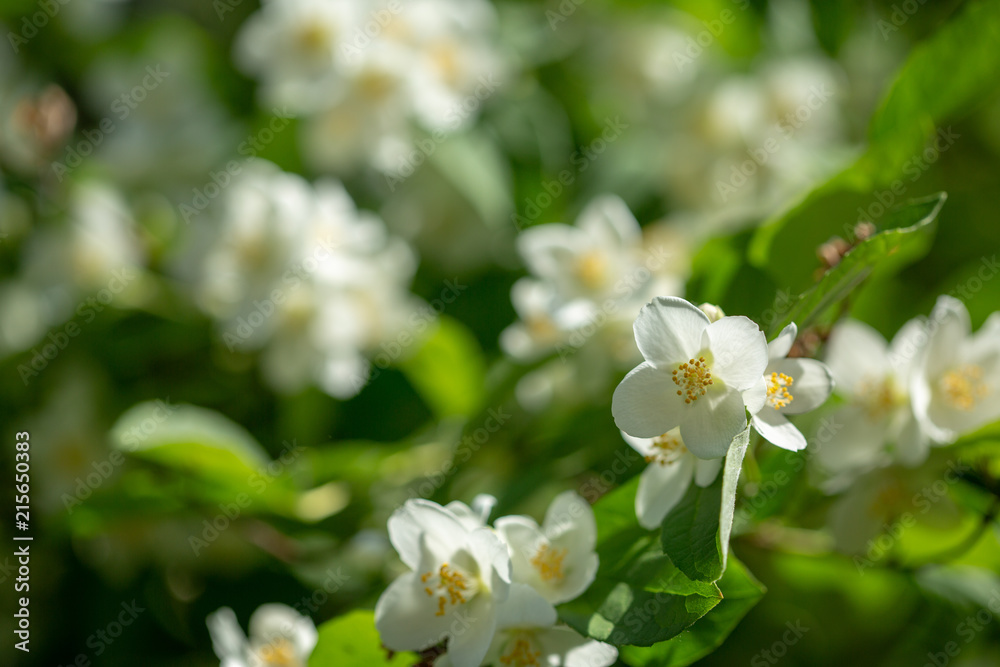 Beautiful blooming jasmine branch with white flowers. Beautiful blooming jasmine branch with white flowers.