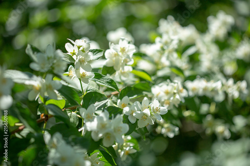Beautiful blooming jasmine branch with white flowers.