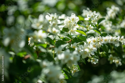 Beautiful blooming jasmine branch with white flowers.