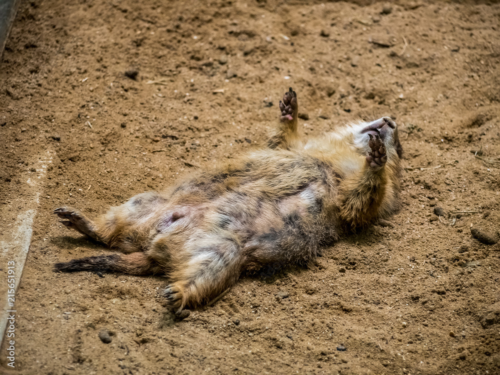 Obraz premium Prairie Dog sleeping on the ground in the outdoor nature.Animal life