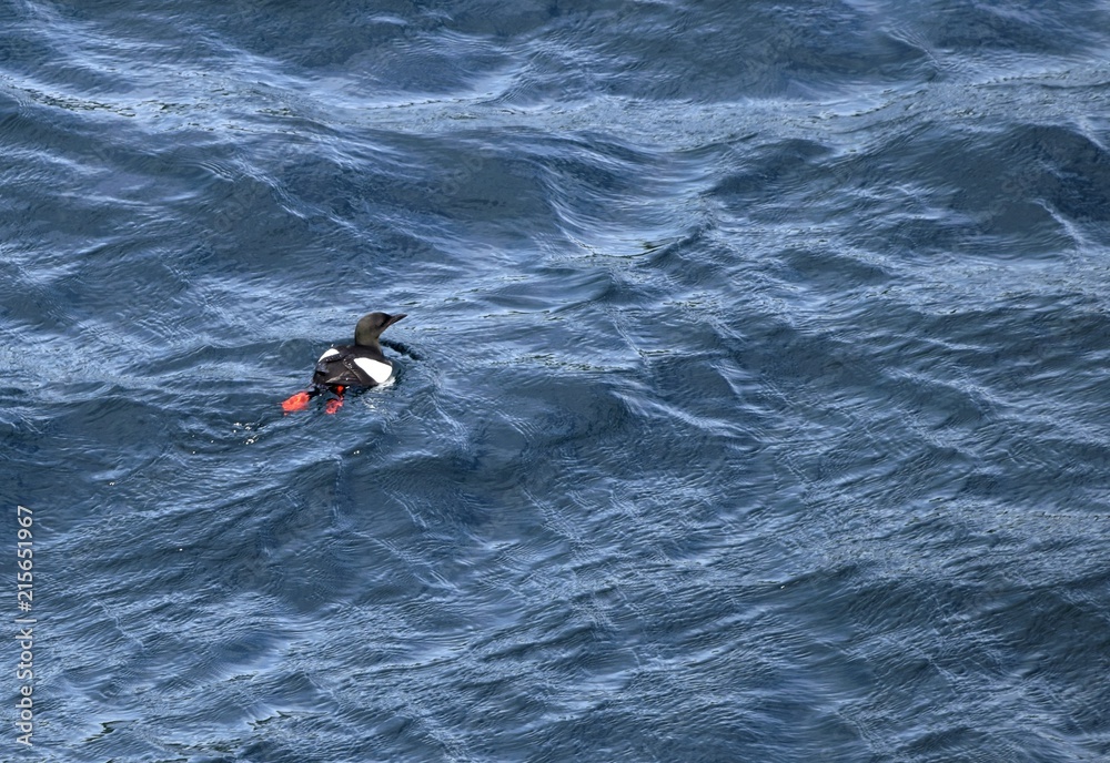 high angle view of a black guillemot swimming on the blue Atlantic ocean, Newfoundland