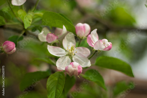 Cherry flowers in full bloom during spring time