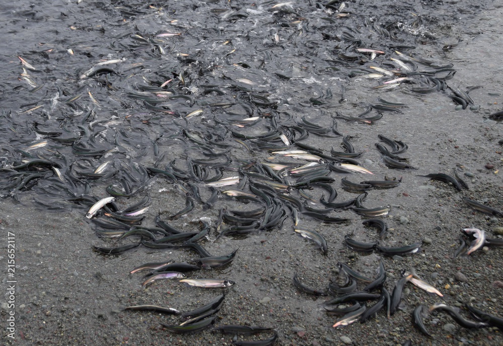 Obraz premium closeup of a bunch of spawning Newfoundland Capelin rolling onto the beach, Middle Cove Newfoundland Canada 