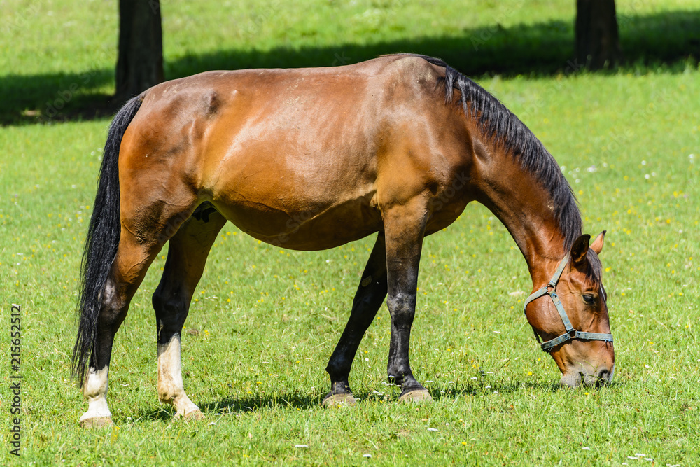 Obraz premium Grazing horse