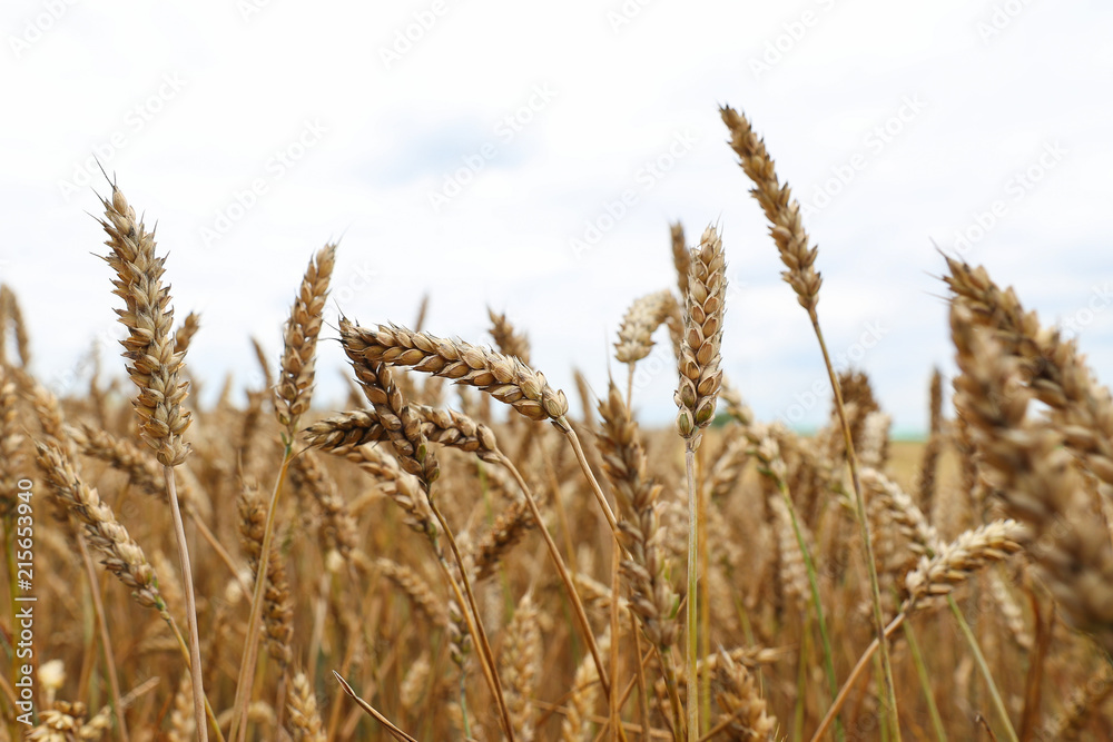 Beautiful ears of wheat against the background of a large field Beautiful ears of wheat against the background of a large field
