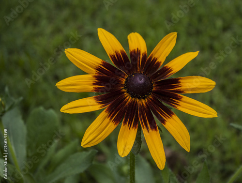 sunflower friend