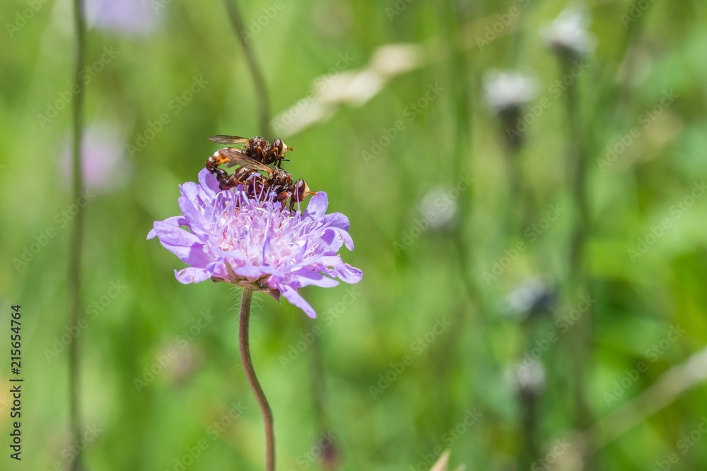 Sich paarende Fliegen auf einer Blume, Deutschland Sich paarende Fliegen auf einer Blume, Deutschland