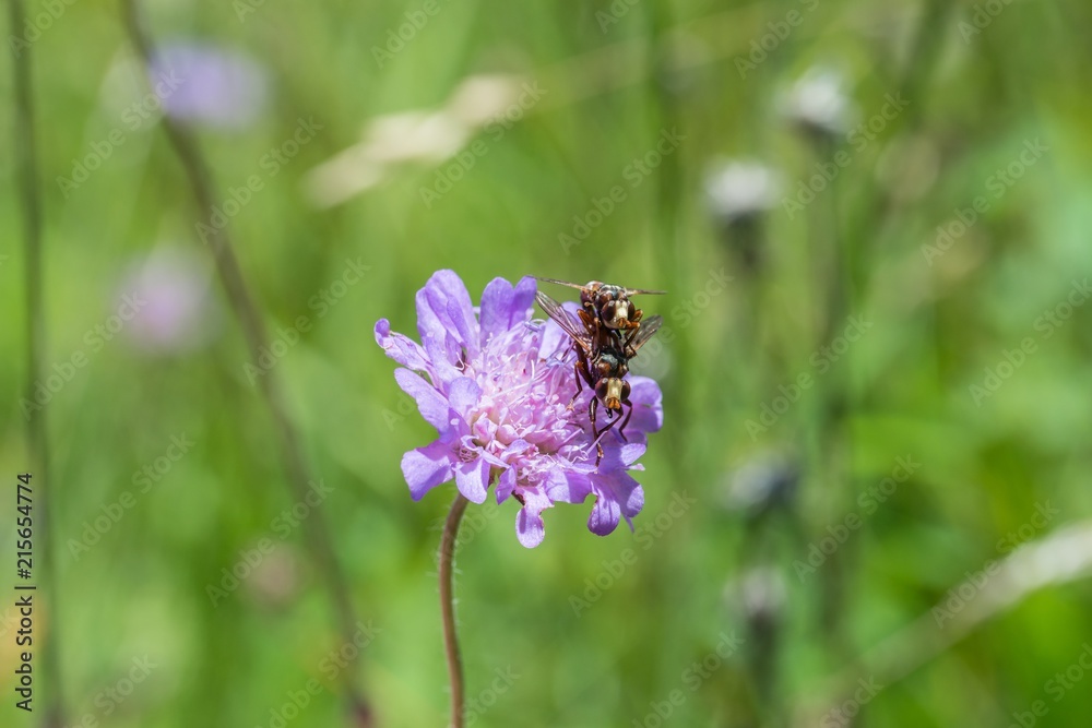 Sich paarende Fliegen auf einer Blume, Deutschland Sich paarende Fliegen auf einer Blume, Deutschland
