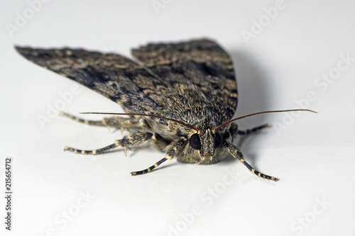 Svensson's copper underwing moth (Amphipyra berbera) photo