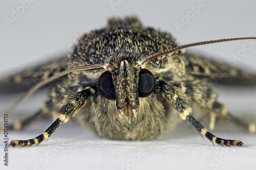 Svensson's copper underwing moth (Amphipyra berbera) photo