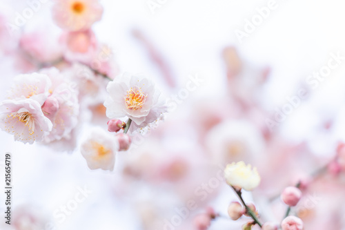 Fotomurale The flowers of plum