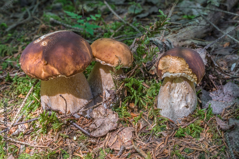 Steinpilze im Bayerischen Wald, Deutschland Steinpilze im Bayerischen Wald, Deutschland