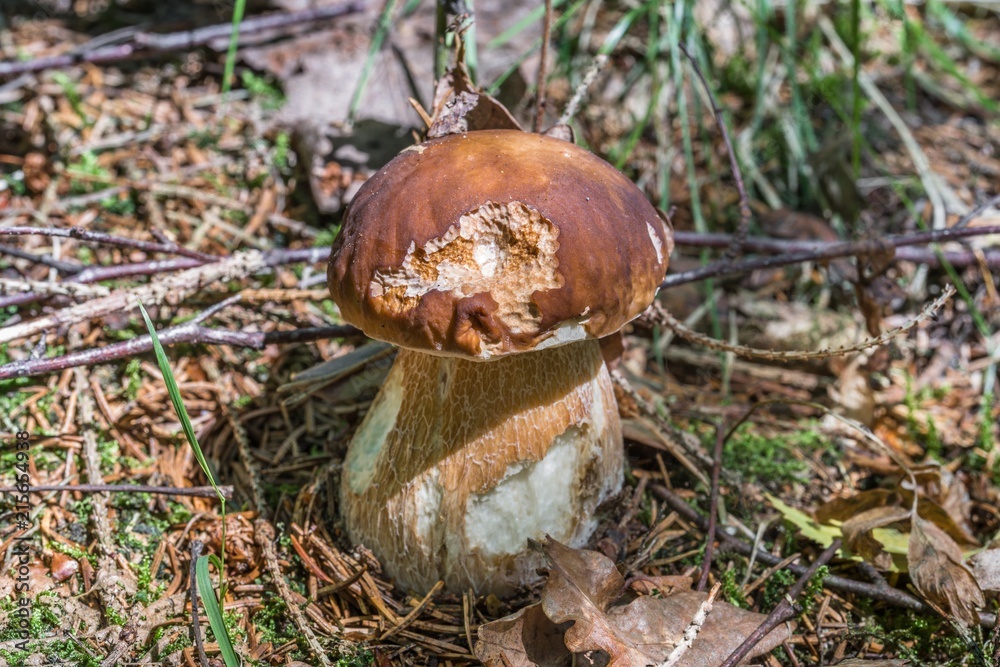 Steinpilze im Bayerischen Wald, Deutschland Steinpilze im Bayerischen Wald, Deutschland