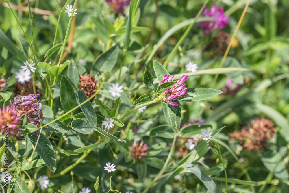 Blühender Wiesenklee auf einer Blumenwiese im Sommer, Deutschland Blühender Wiesenklee auf einer Blumenwiese im Sommer, Deutschland