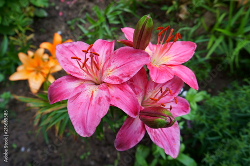 Gently pink lilies. Summer time in the garden. Three flowers