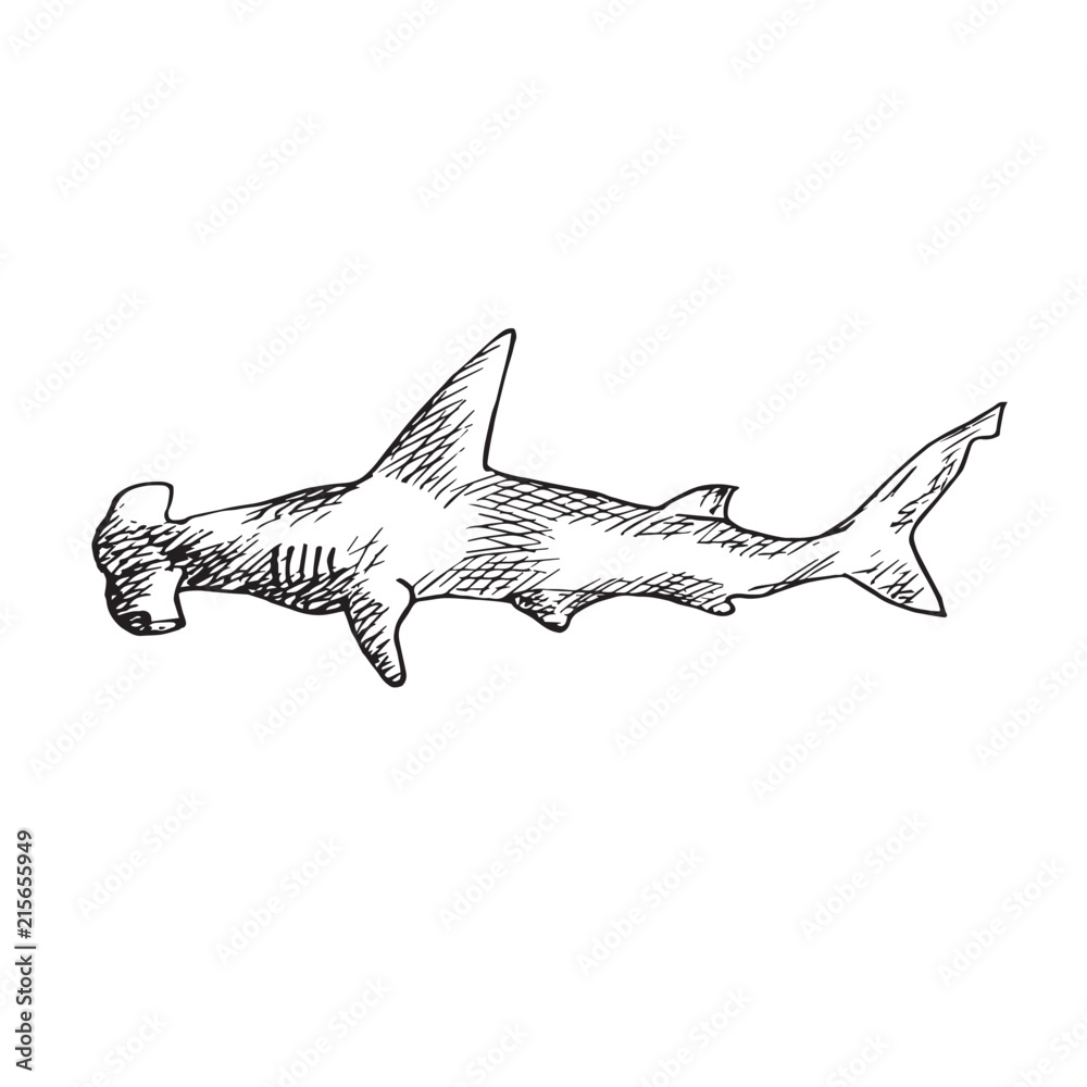 Great Hummerhead shark, hand drawn doodle, sketch, vector outline illustration - obrazy, fototapety, plakaty 
