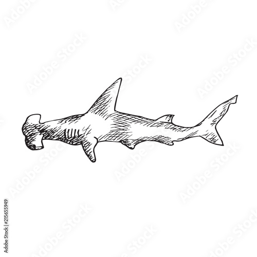 Great Hummerhead shark, hand drawn doodle, sketch, vector outline illustration