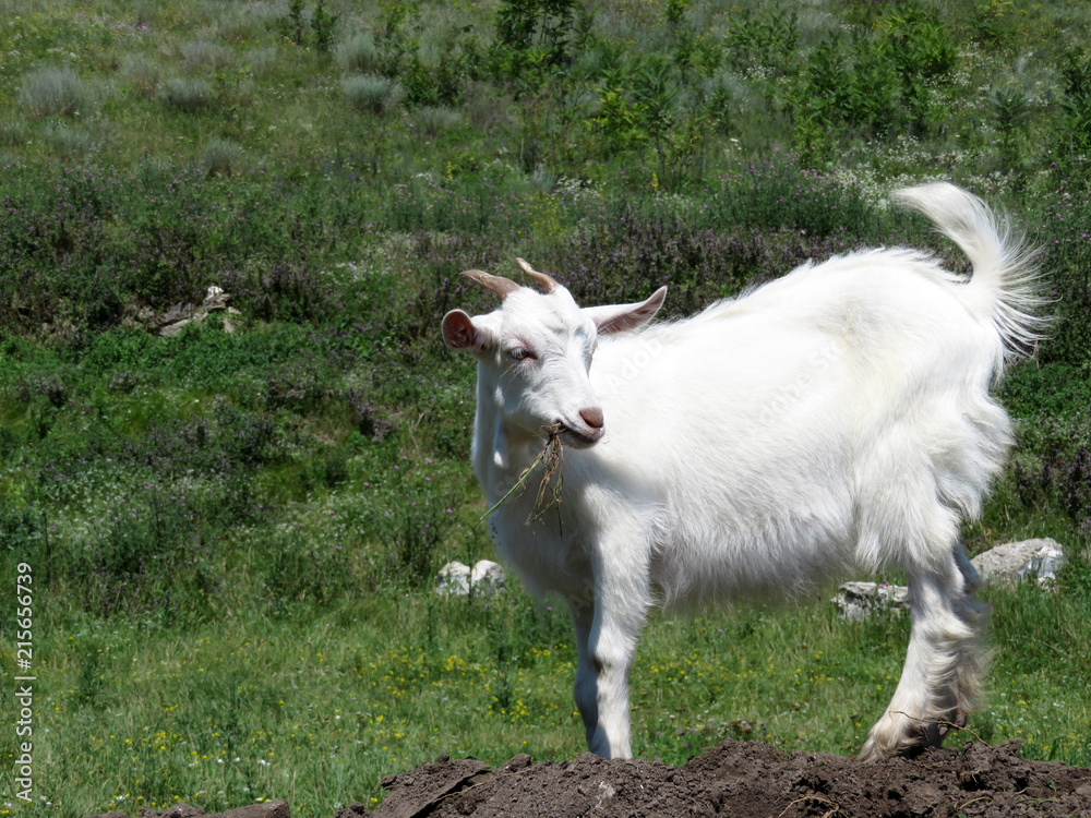 White goat eating grass on a summer meadow. Cute little goat grazing in a mountains White goat eating grass on a summer meadow. Cute little goat grazing in a mountains
