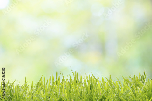 Grass field with abstract natural bokeh background