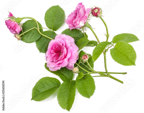 flowers of tea roses isolated on white, top view