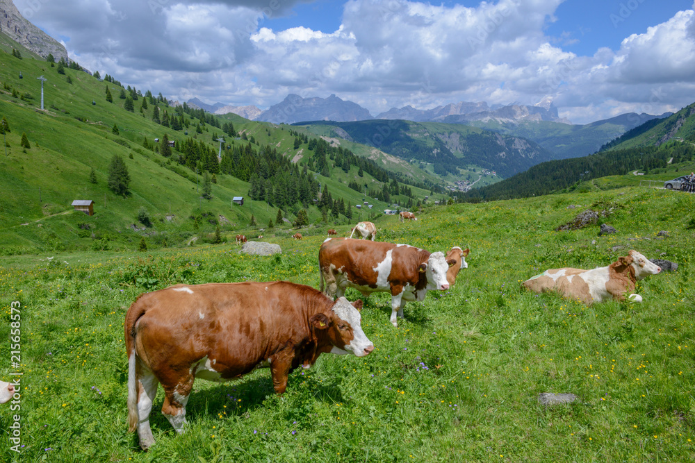 Herd of Cow in Dolomite Alps,Italy